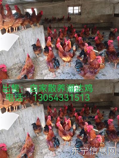 出售自家散养溜达大公鸡。