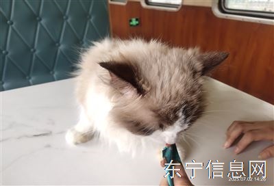 售卖布偶猫