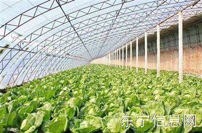 东宁菜二村菜地出租设备齐全 六个大棚一个温室联系电话：13504606390     