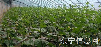 东宁菜二村菜地出租设备齐全 六个大棚一个温室联系电话：13504606390     