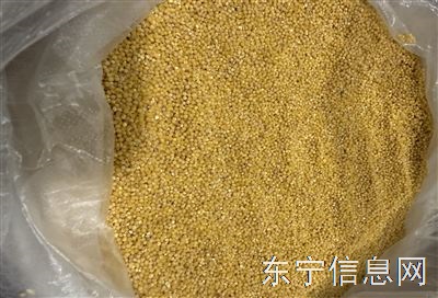农村自种黄小米