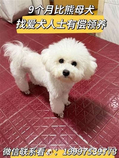 9个月比熊幼犬有偿领养