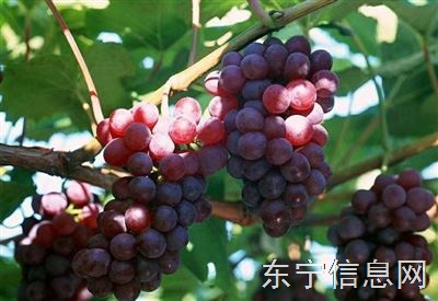 老金家葡萄采摘园