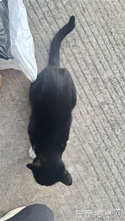 小猫咪找领养