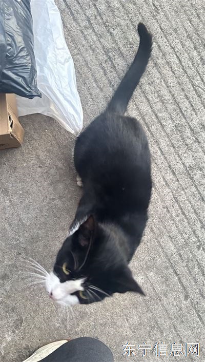 小猫咪找领养