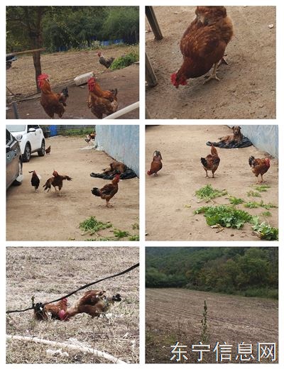 出售东宁本地山林溜达鸡